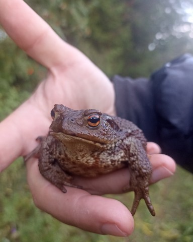 ieugene.mat в LOOKY. . 🗿🐸🐾