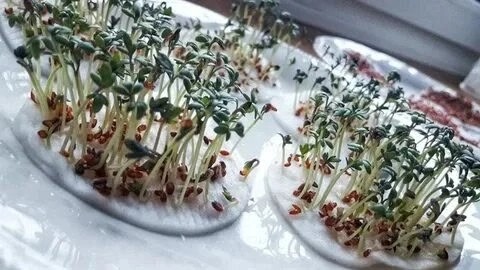 MicroGreens from Ladymari в LOOKY. #здоровоепитание,#пп,#полезно,#ростки,#гидропоника. Привет, друзья! 👋😘...