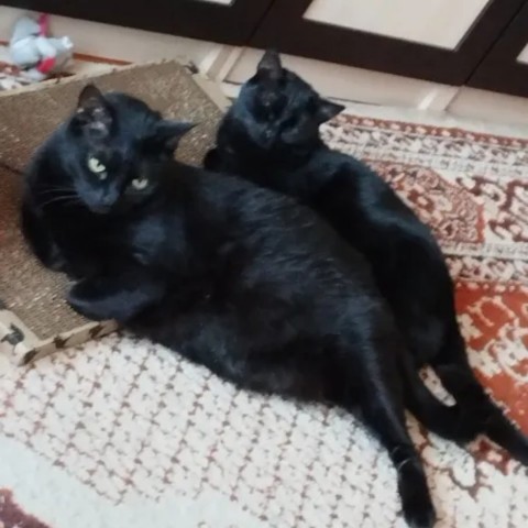 kogtedralka в LOOKY. #кошки,#котики,#котята,#прокошек,#когтеточки,#когтемания,#рекомендации,#актуальное,#важно,#cats,#питомцы,#животные,#круто,#супер,#номер1,#чудо,#интересно,#красота,#сегодня,#счастье,#любовь,#лучшаякогтеточка,#топ. ✅️"Кошки очень довол...