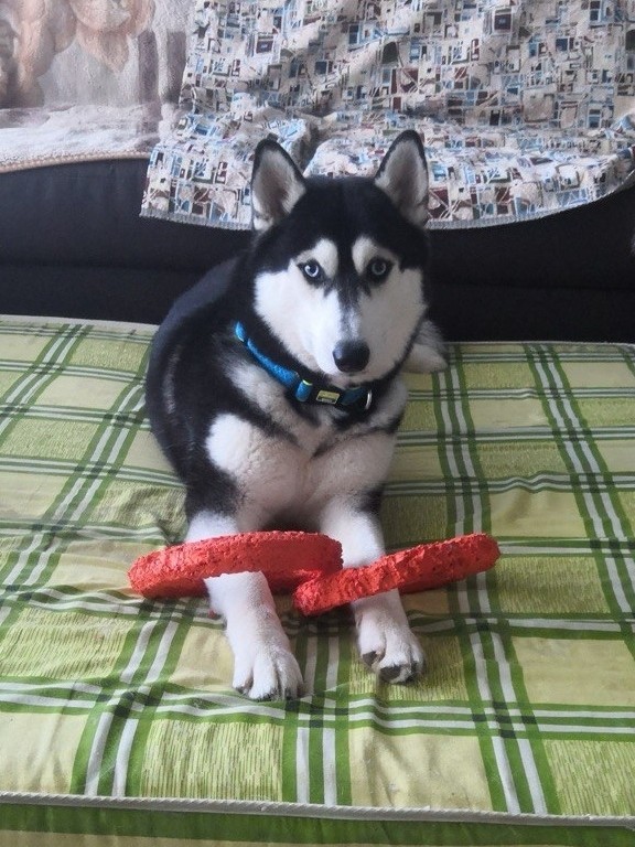 Константин Корзов в LOOKY. #хаски,#стая. Келли 🤗 #хаски #ста...