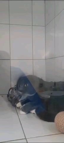 Elena Mozhinova in LOOKY. . Милый кот Скай прист...