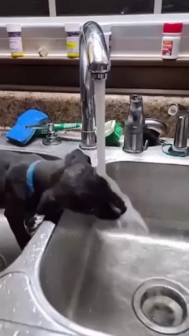 Василиск в LOOKY. . Потешные 🐕