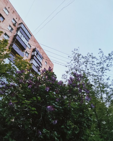 jan_tyan в LOOKY. #май,#весна,#природа,#фото,#курск,#looky. Май 🌺

#май #весна ...