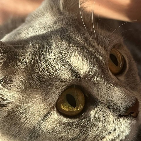 galina.030140 в LOOKY. #красотка#мия. Наша  #красотка#мия