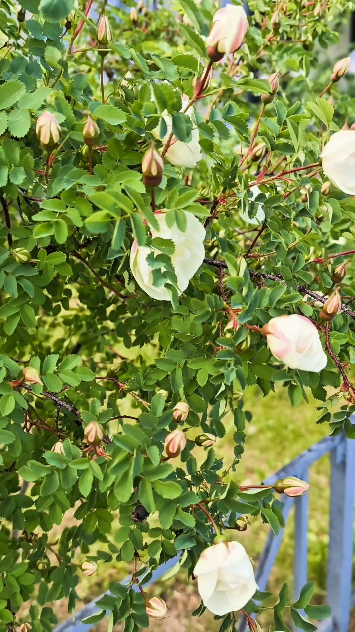 Виктор in LOOKY. #лето
#карелия,#karelia,#karjala,#живувкарелии,#природа,#природакарелии
#looky,#looky_official,#LOOKY_контент,#looky_you,#you,#looky_топ
#videolooky,#LOOKY_рилс. Карелия💮Karjala
💮П...