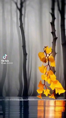 Looky_1721068174318 в LOOKY. . Видео от Анжелы