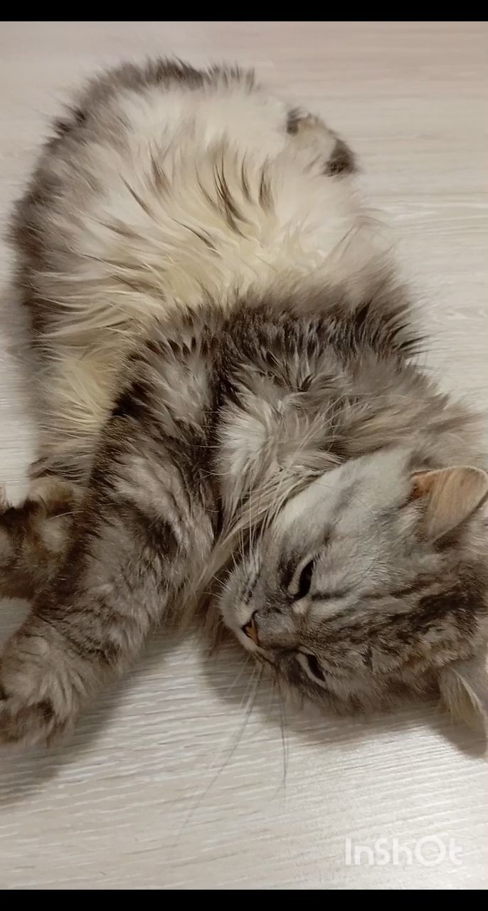darenka_little в LOOKY. #кошки,#питомцы,#коты,#cats. #кошки #питомцы #кот...