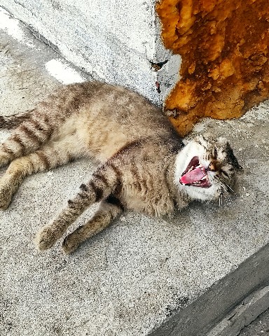 SLP в LOOKY. . Кто сказал мяу) 