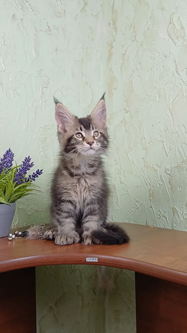 kot72_maine_coon в LOOKY. . [#мейнкун ](мейнкун)...