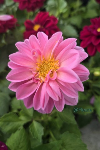 Fleurs в LOOKY. #цветы,#растения,#растение,#растения,#растениядлясада,#сад,#ландшафтныйдизайн,#ландшафт,#прекрасноерядом,#люблюцветы,#моифото,#интересно,#. Георгин
Познавательн...