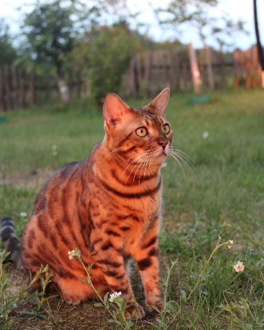 Anna_Gaisionak в LOOKY. #cat,#bengal,#bengalcat,#кот,#котик,#кися,#бенгальскийкотик,#Барс,#любимыйкотик. Время, проведённое с...
