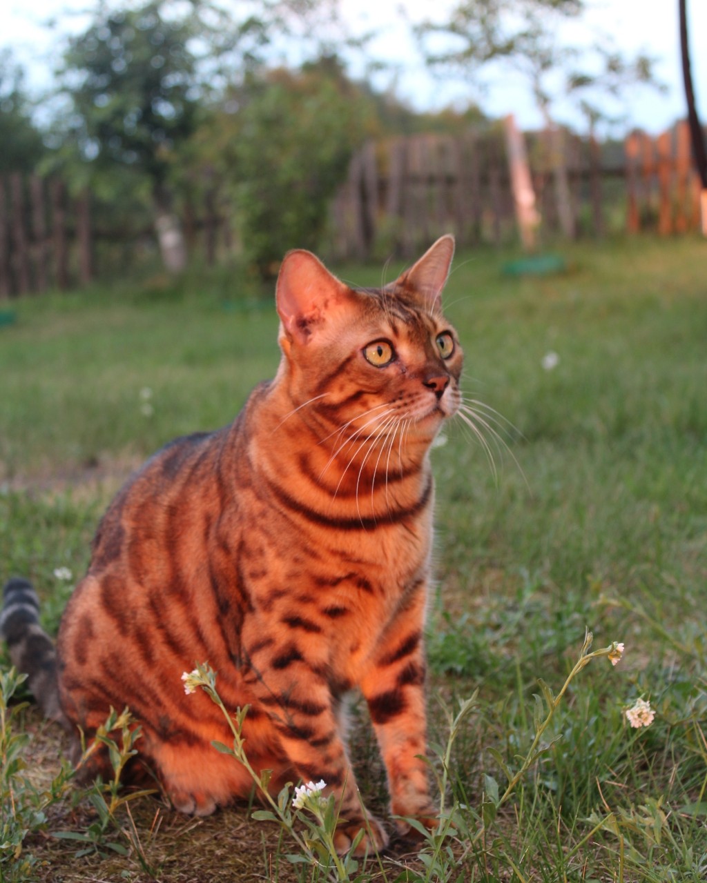 Anna_Gaisionak в LOOKY — Время, проведённое с кошками, никогда не бывает потрачено вп
