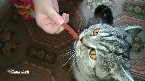 artur_khv в LOOKY. . Вкусняшки для обаяшк...