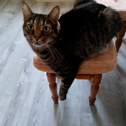 Looky_172915933227128 в LOOKY. #котэ,#просто_кузьма,#питомец,#кот. Всем привет✋👋#котик...