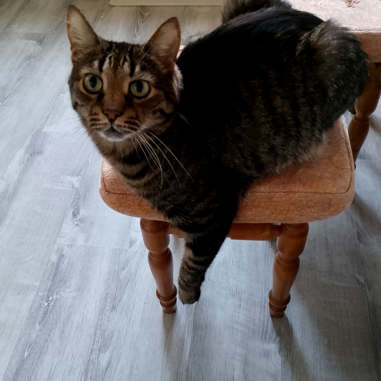 Просто Кузьма в LOOKY — Всем привет✋👋#котик #котэ #просто_кузьма #питомец #кот
