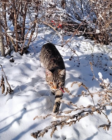 nadezhda.aleks в LOOKY. #Гера,#зима,#Кубань. Зимний охотник #Гера...