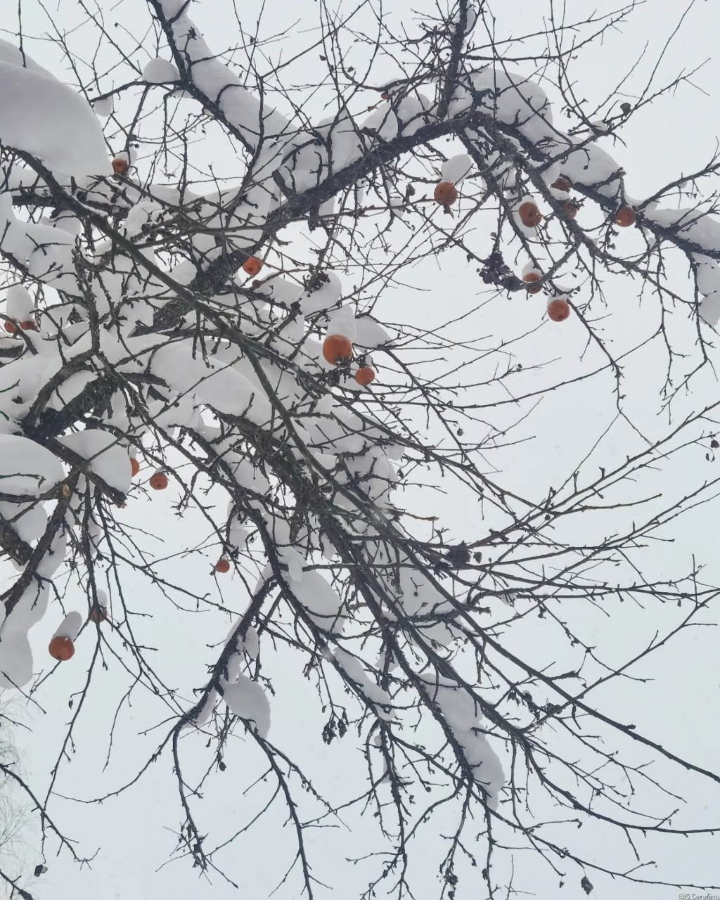 Serafima в LOOKY — Яблоня в снегу ⛄
Автор - Серафима

#фотографмосква #стритфот