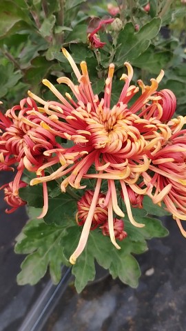 pelargonium_krd в LOOKY. #хризантемаяпонская#хризантемакорейская#хризантемамультифлора#продажахризантем#. Всем здравствуйте. Е...