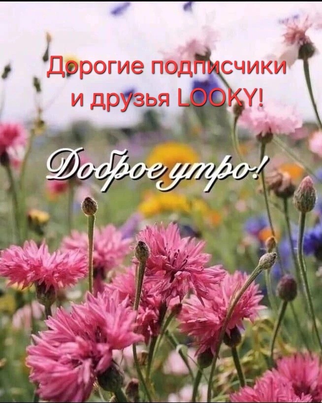 ДедМед в LOOKY — публикация