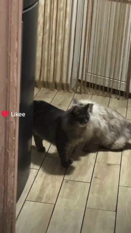 taik19.12.19 в LOOKY. . Веселуха😺😺😺
