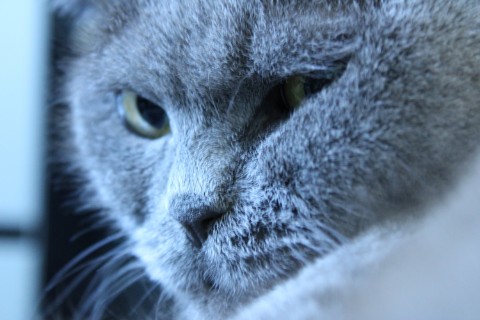 Looky_177859115594632 в LOOKY. . Котики