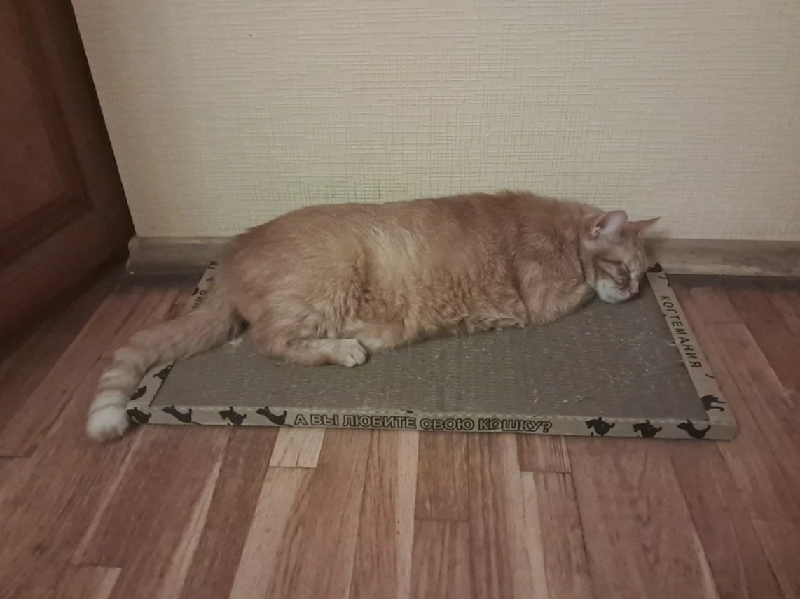 kogtedralka в LOOKY — ✅️"Коту нравится"✅️
-отзыв Анастасии.
www.kogtemania.ru 

#к