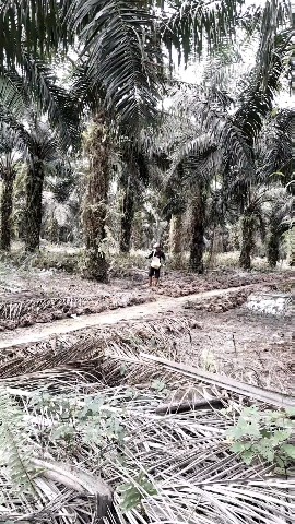 Plantation channel в LOOKY. . FERTILIZER 
Please h...