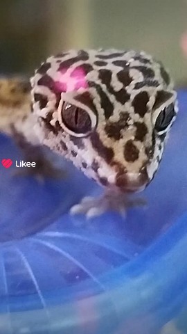 Котики в LOOKY — Эублефар #мило#домашнийпитомец