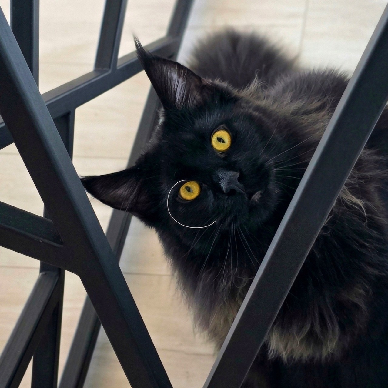 denisgromov_com в LOOKY — белый ус