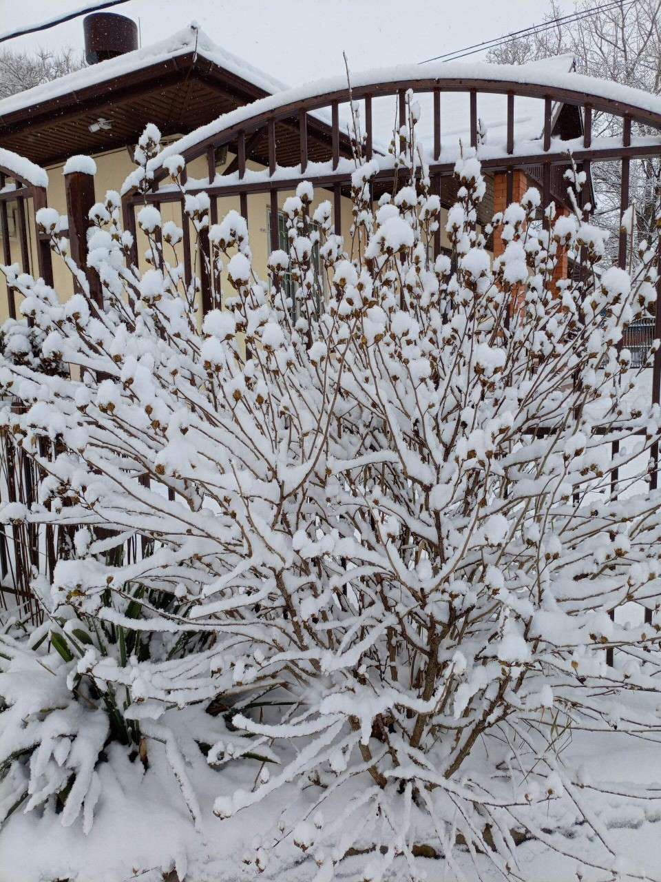 Олеся в LOOKY. . 