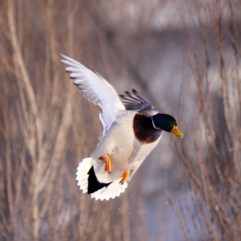 yuriy23 в LOOKY. #селезень,#утки,#утка,#кряква,#природа,#зима,#ducks,#duck,#winter,#mallard,#nature,#drake,#полёт,#природавокругнас,#природаРоссии. Селезень / #селезень...