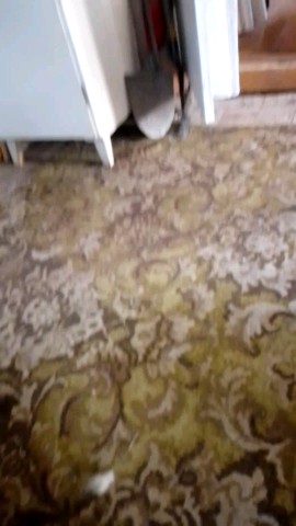 Mutant9 in LOOKY. #мопсы,#собаки. Роет норку в падушка...