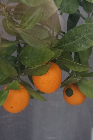 lentusik_mi в LOOKY. . Мандаринчики