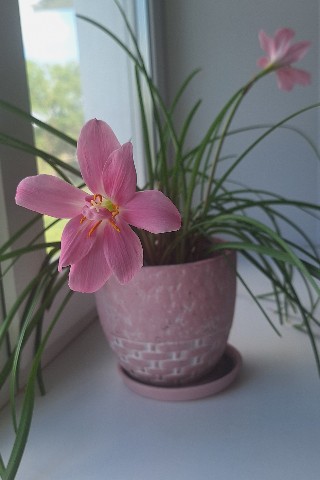 Для души в LOOKY. . Красота на подоконни...