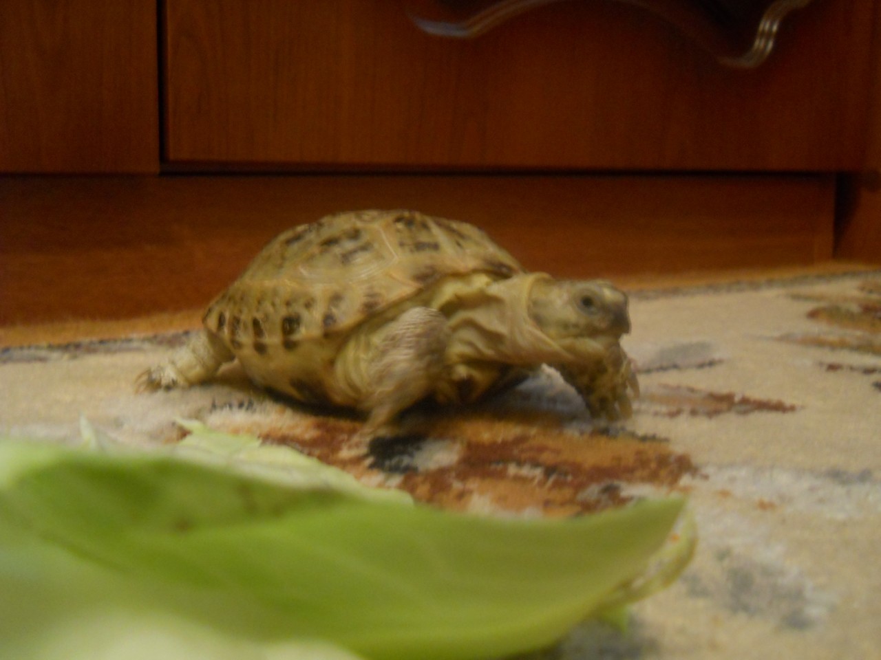 DCMen007 в LOOKY. #хвостатый_друг
Когда-то. #хвостатый_друг
Когд...