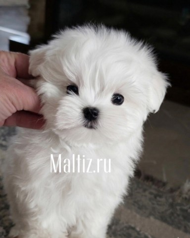 Питомник мальтезе  Daily Love в LOOKY. . Очаровательный мальч...
