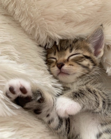 Ymenyalapki в LOOKY. . 🐾когда всю ночь дел...