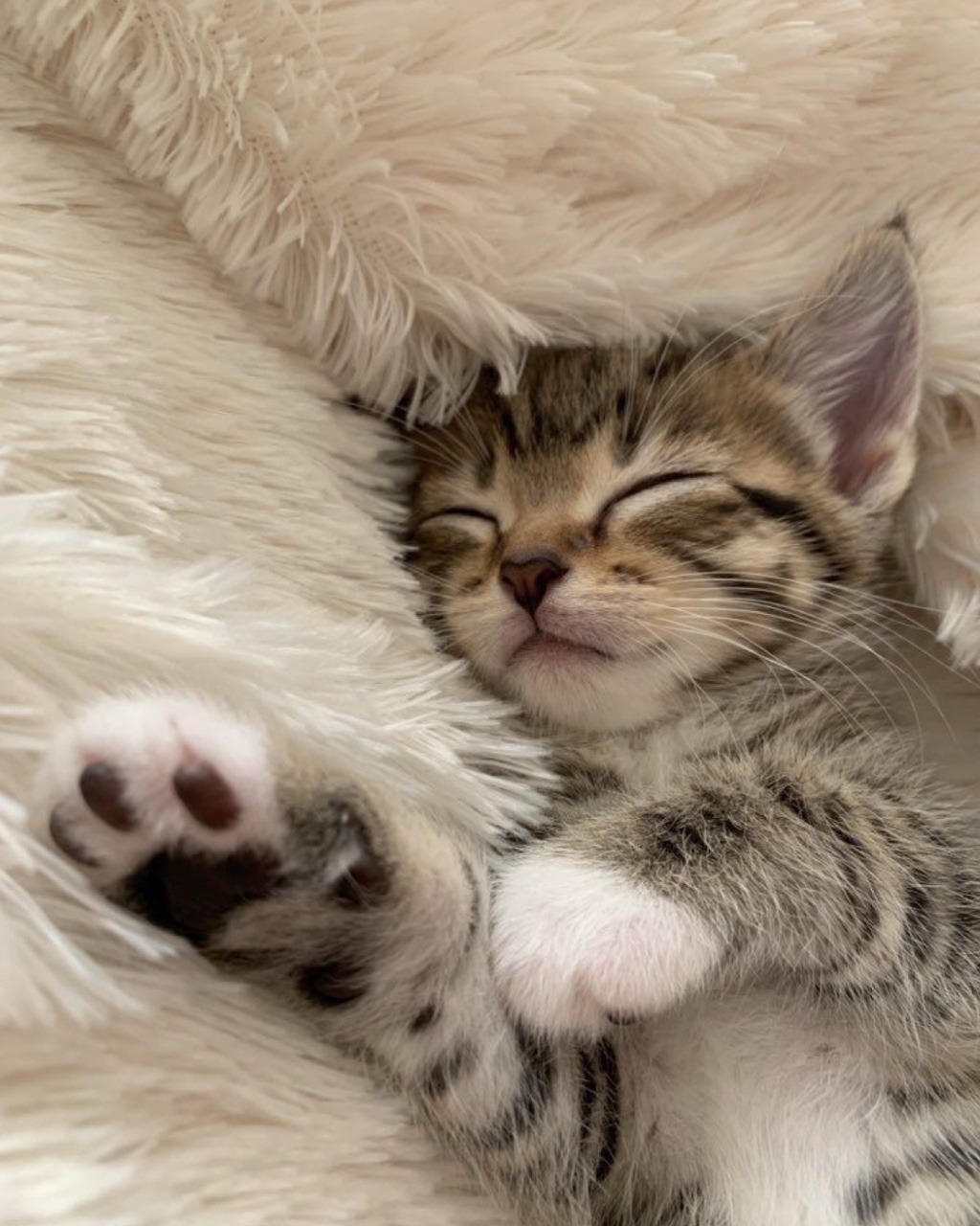 Ymenyalapki в LOOKY — 🐾когда всю ночь делал тыг-дык-тыг-дык, а теперь время сна💕