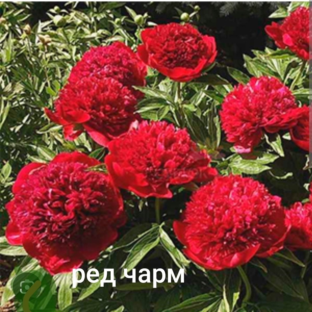 Махровый  цветок красивой формы, сочного красного цвета, не выгорает на солнце. Высокий куст с прочными стеблями и разрезной листвой. Легкий аромат. Цветоносы очень устойчивы и не требуют опоры, благодаря чему куст сохраняет свою форму и не разрушается под весом крупных цветков. Ажурная пышная рассеченная листва сохраняется до поздней осени, становясь багряной.

В продаже корни на 5-6 почек 
Ц -1400₽. Отправка почтой России 

#пионредчарм#пионпродажакорней#
