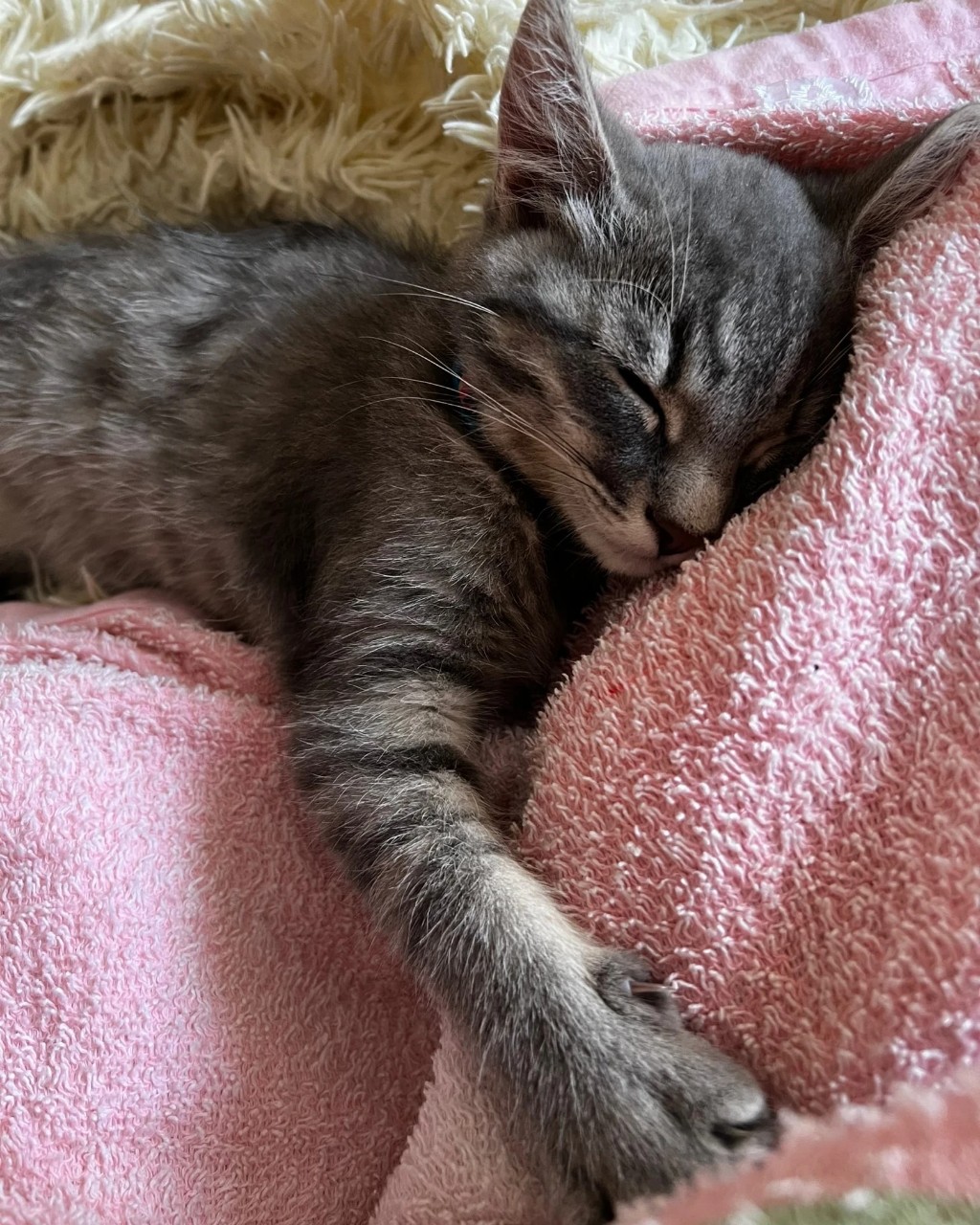 Наелся и спит бумчик ❤