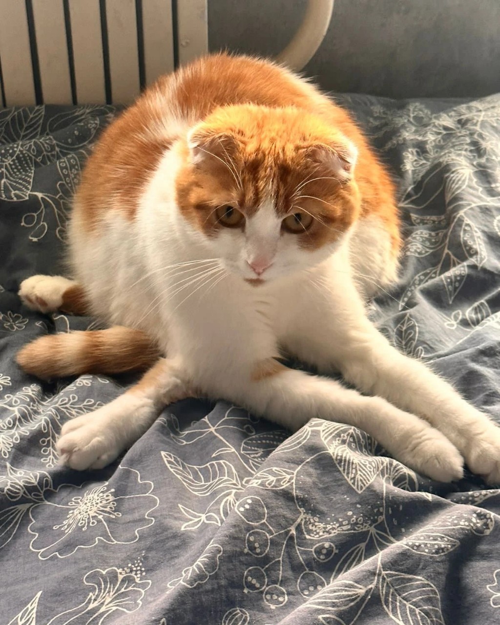 котики в нейронке в LOOKY — фото 2