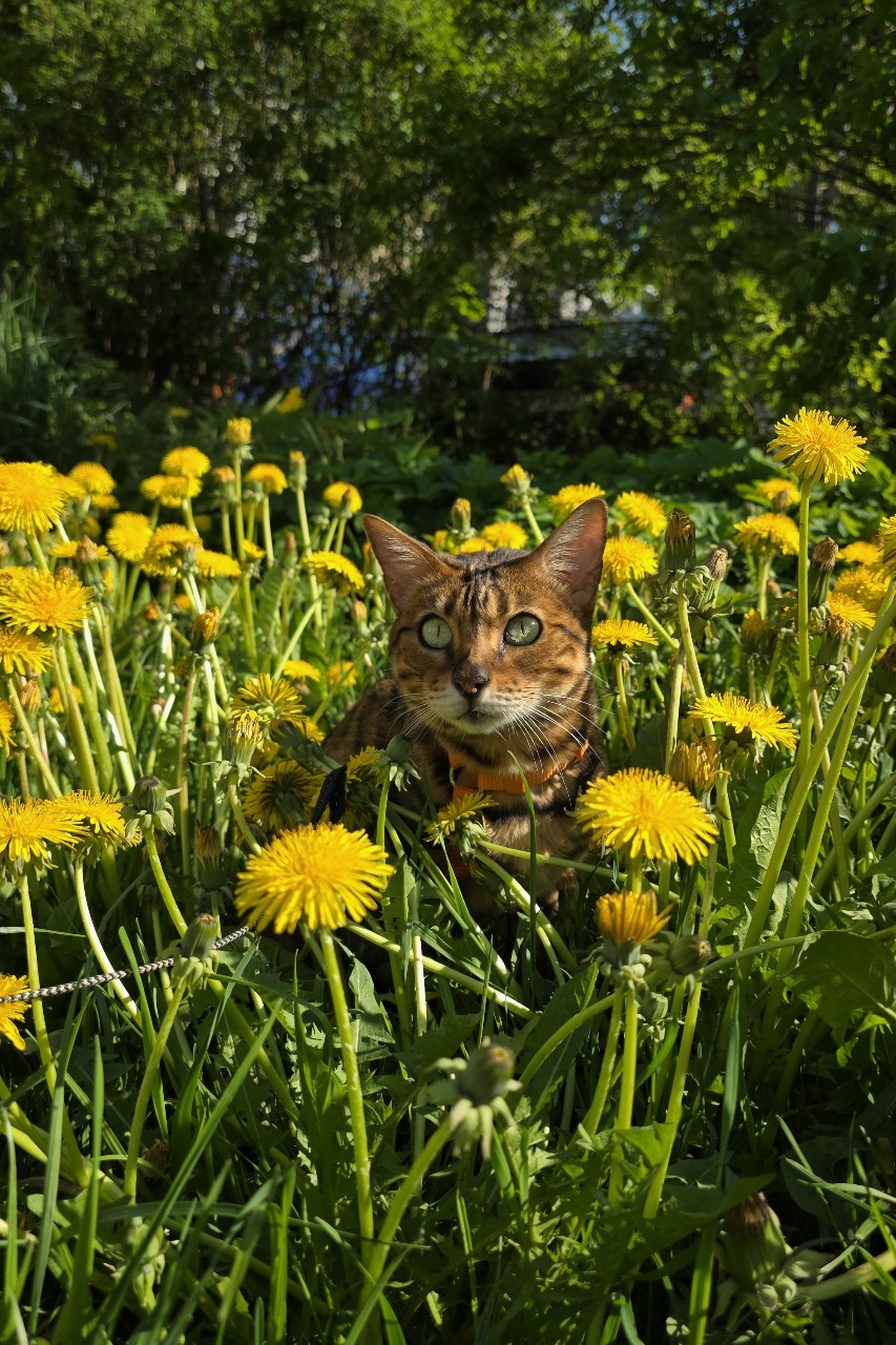 afina_zeus в LOOKY. #моифото,#красивыекошки,#хвостатый_друг,#природа,#природапрекрасна,#наприроде,#пейзаж,#красивыеместа,#одуванчики,#looky,#looky_official,#looky_кошки,#looky_контент,#looky_наприроде. Одуваны,одуваны... 
...