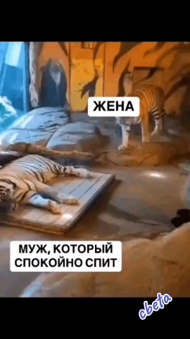 ВОЛК СЕРЫЙ