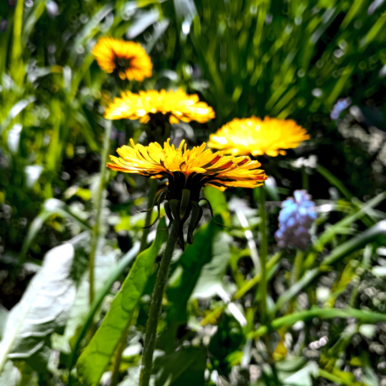#цветы #flowers #природа