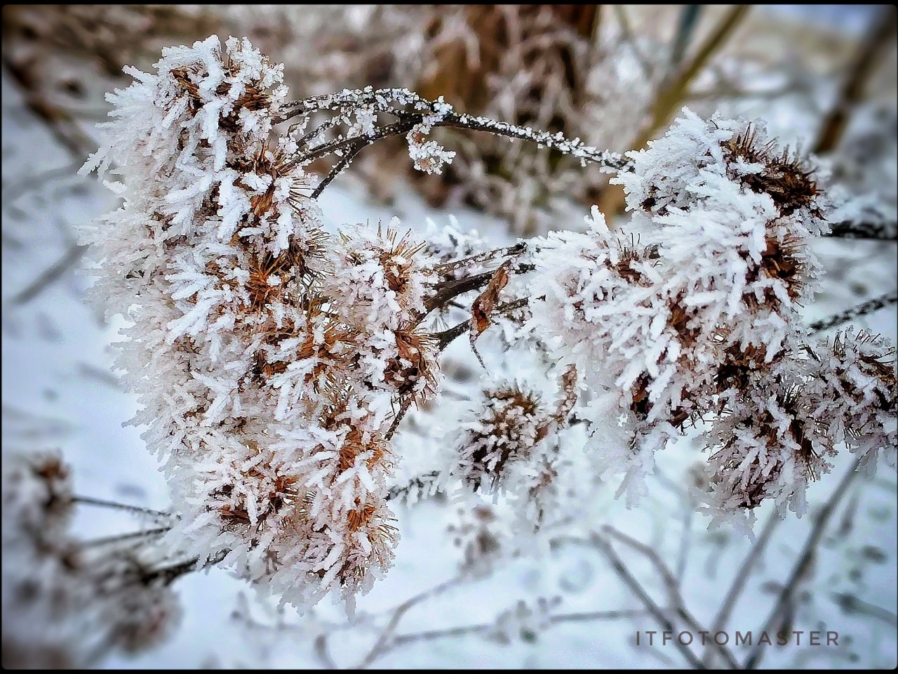 ... 
#февраль #зима #иней #красотавокругнас #подмосковье
#вижукрасотувовсем  #колючки #открытка #фото #мобильноефото #смартфото #mi9 #простооткройглаза
