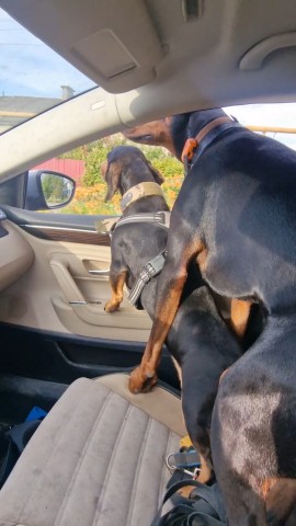 annet_anapa в LOOKY. #питомцы,#собакивмашине,#БибаИБоба,#doglife. Вечная борьба за пас...