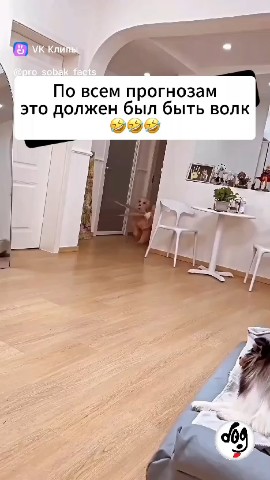 mari.cmok__te9ps1k в LOOKY. . [#собаки ](собаки)[#...