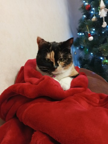 ponkratova3618 в LOOKY. . [#кися ](кися)#🐈 [#...