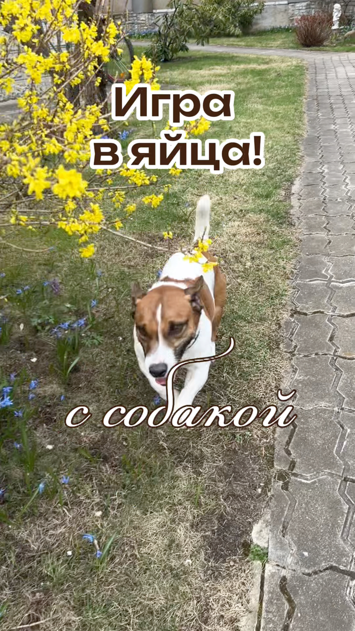 Собака Бэтмен в LOOKY. #263835222. Больше игр найдете у...