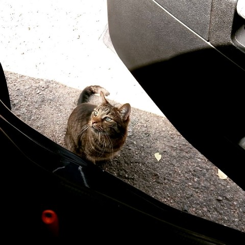 Looky_172915933227128 в LOOKY. #машина,#просто_кузя,#кот,#котэ,#питомец,#любимчик. В машину?! Не, не хо...
